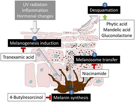 Diagram illustrating the experimental models used to test niacinamide's effect on melanogenesis.