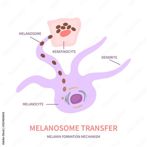Infographic comparing the reduction in melanosome transfer with different concentrations of niacinamide.