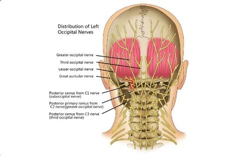Anatomical illustration of the occipital nerves in the head and neck.