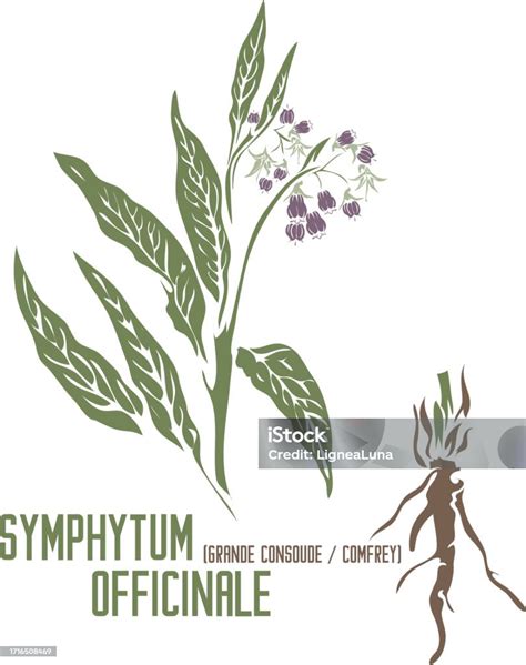 Illustration of the Symphytum officinale plant with its characteristic purple flowers and long leaves