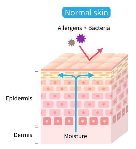 Diagram illustrating how allantoin helps skin retain moisture by softening keratin
