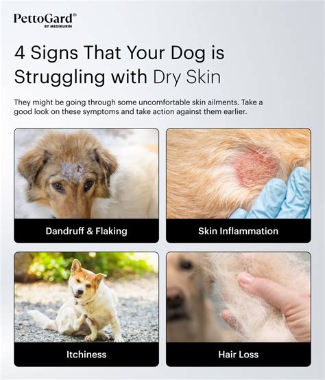 Infographic showing various symptoms of dry skin in dogs, including flaking, redness, and hair loss