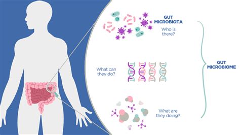 Diagram illustrating the gut microbiome and the role of Clostridia in preventing Candida overgrowth.