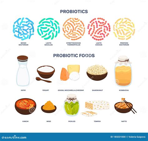 Diagram illustrating the different types of probiotics and their common sources.