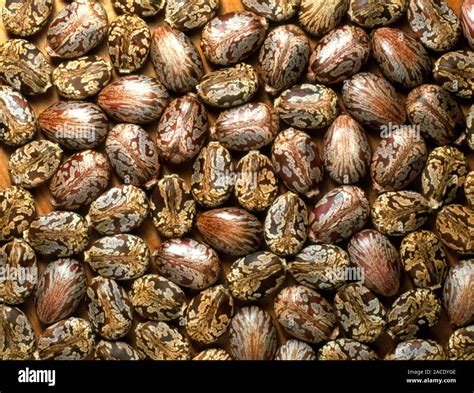 Seeds of the Ricinus communis plant, the source of castor oil.