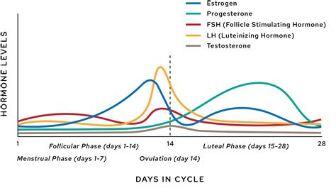 Infographic illustrating the hormonal changes during the menstrual cycle and their impact on skin, highlighting ovulation as a peak time for androgen and sebum production.
