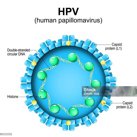 Illustration of Human Papillomavirus (HPV) structure