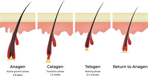 Infographic illustrating the three stages of the eyelash growth cycle: anagen, catagen, and telogen.