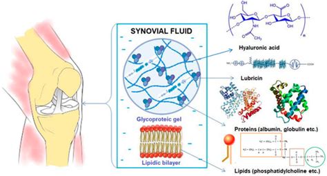 Diagram showing the composition of synovial fluid and the role of HA