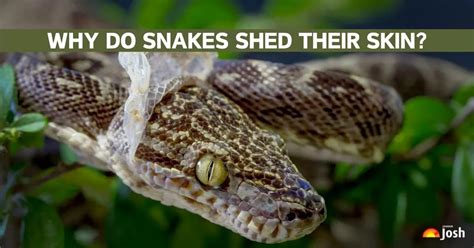 Diagram illustrating the stages of snake shedding, from dulling of skin and eyes to the final removal of the old skin.