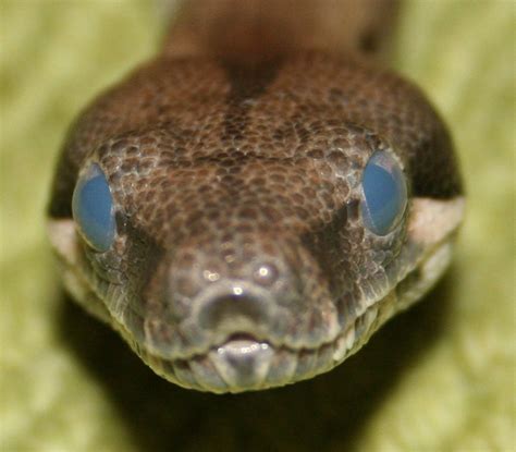 Close-up image of a snake with dull skin and cloudy, opaque eyes, indicating the pre-shedding phase.