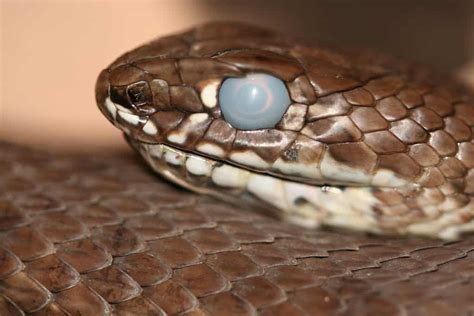 A snake's eye in the opaque stage, appearing milky blue or grey.
