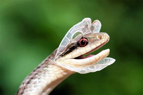 Image of a snake in the process of shedding its skin, with the old skin peeling away from the head.