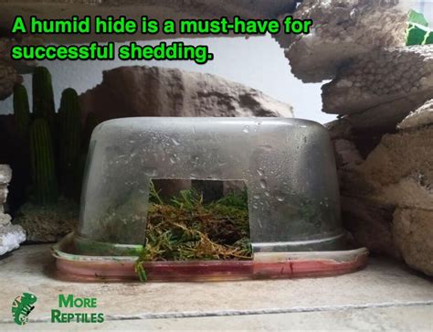 A snake enclosure with a humid hide and textured surfaces to aid shedding.