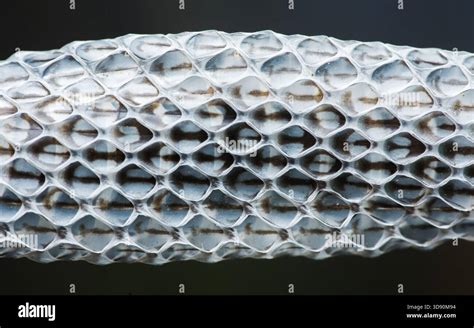 Detailed close-up of a shed snake skin, highlighting the individual scale imprints and patterns.