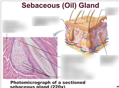 Illustration showing the thin skin of the lips and lack of oil glands compared to other skin