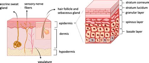 Diagram illustrating the layers of the skin, highlighting the stratum corneum where keratin accumulates.