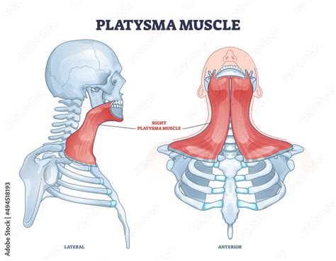 Illustration of the platysma muscle in the neck