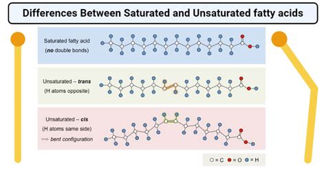 Infographic comparing saturated and unsaturated fatty acids with examples of oils.