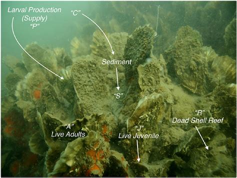 Infographic illustrating the formation of an oyster reef from larval settlement to mature colony.