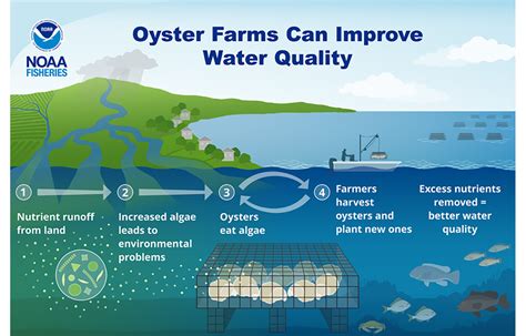 Diagram illustrating the filtration process of an oyster and its impact on water clarity and nutrient levels.