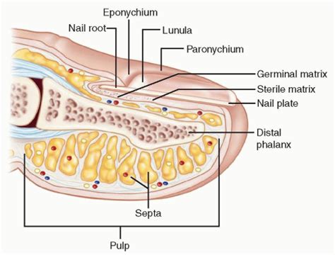 Diagram illustrating the compartmentalized structure of the fingertip pulp, showing the fibrous septa that can trap infection and increase pressure in a felon.