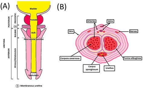 Diagram illustrating the anatomy of the penis, highlighting the foreskin, glans, and urethra.