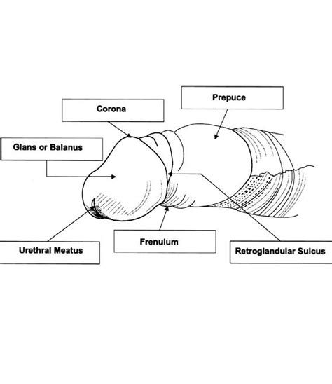 Illustration of the frenulum and its location on the penis.