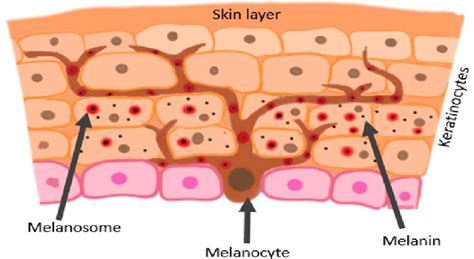 Diagram illustrating melanocytes in the skin and their role in producing melanin.
