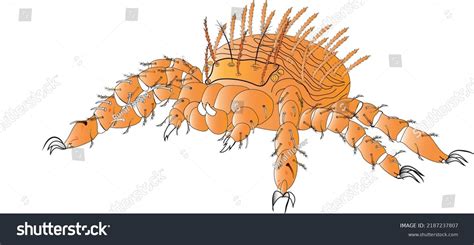 Close-up illustration of a chigger mite
