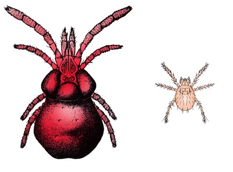 Comparison illustration: six-legged chigger larva vs. eight-legged adult chigger