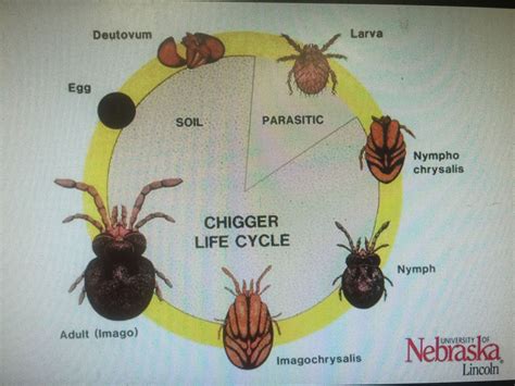 Infographic illustrating the chigger life cycle