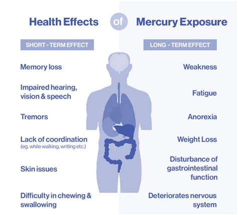 Diagram illustrating the effects of mercury exposure on the human body, focusing on kidneys and nervous system