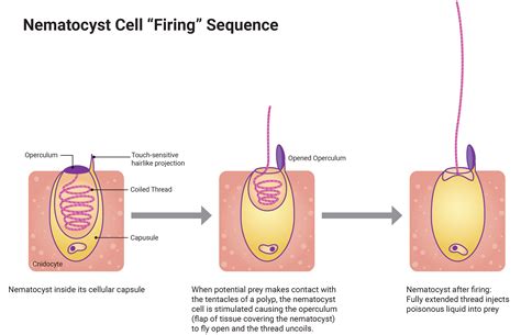 Diagram illustrating the structure of a jellyfish tentacle and nematocyst firing mechanism.