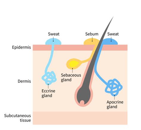 Diagram illustrating the structure of skin glands, including sebaceous and sweat glands, and their ducts opening into hair follicles or the skin surface.