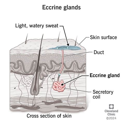 Illustration of eccrine sweat glands, highlighting their coiled secretory portion and duct opening directly onto the skin surface.