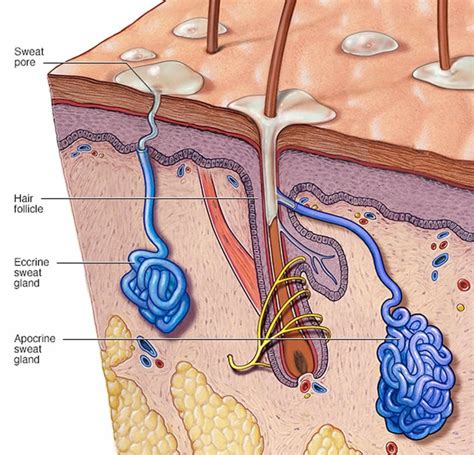 Diagram showing apocrine sweat glands connected to hair follicles in the dermis.