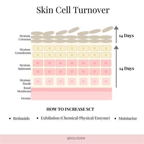 Infographic illustrating the cell turnover process and the role of retinol