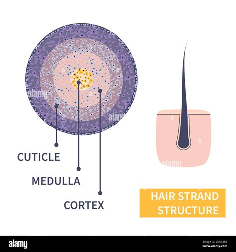 A diagram illustrating the protective layer of hair serum coating a hair strand.