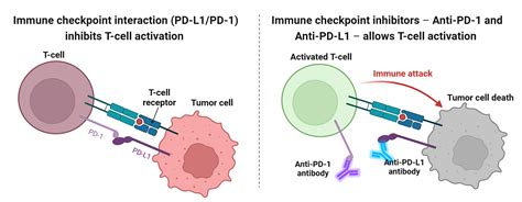 Infographic illustrating the mechanism of immune checkpoint inhibitors.