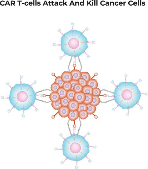 Image showing T-cells attacking cancer cells.