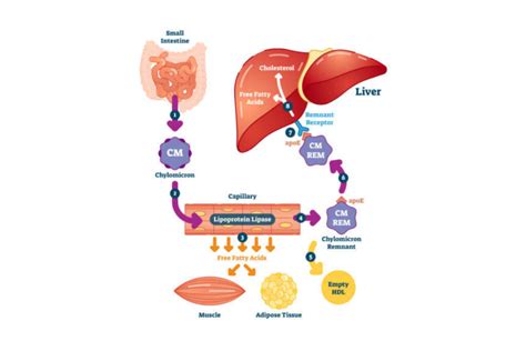 Diagram illustrating the process of fat metabolism and how lipotropic compounds might influence it.