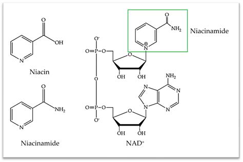 diagram showing the conversion of niacinamide to NAD and its cellular benefits