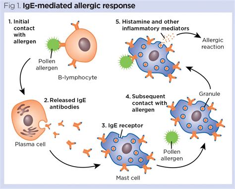 Diagram showing the pathway of an IgE-mediated allergic reaction to chlorhexidine.