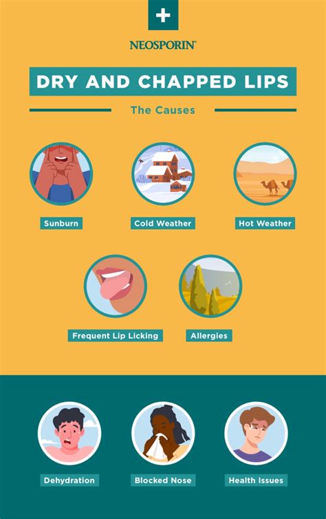 infographic detailing the layers of lip skin and common causes of chapped lips