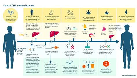 Infographic illustrating the factors affecting THC detoxification time: metabolism, body fat, frequency of use, and overall health.