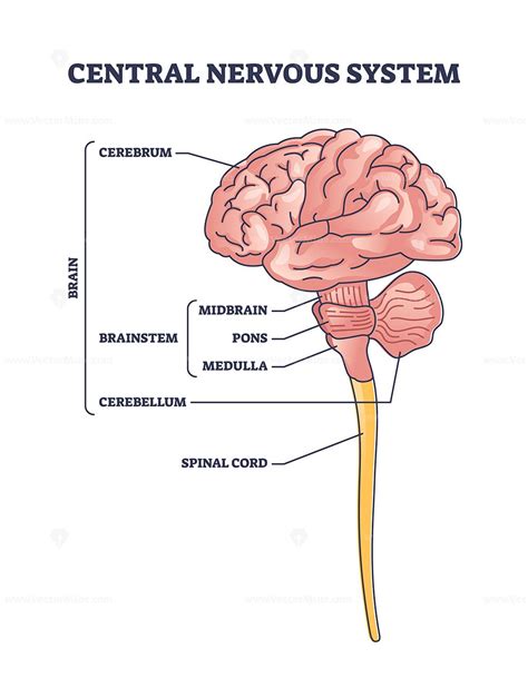 Diagram showing the main systems of the body affected by THC, with emphasis on the Central Nervous System.