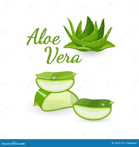 Illustration of an Aloe Vera plant and its gel-like interior, highlighting its soothing properties.