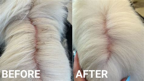 Diagram illustrating the difference between dry and oily seborrhea in dogs