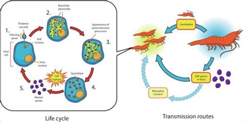 Diagram illustrating the life cycle and transmission routes of common scalp fungi.